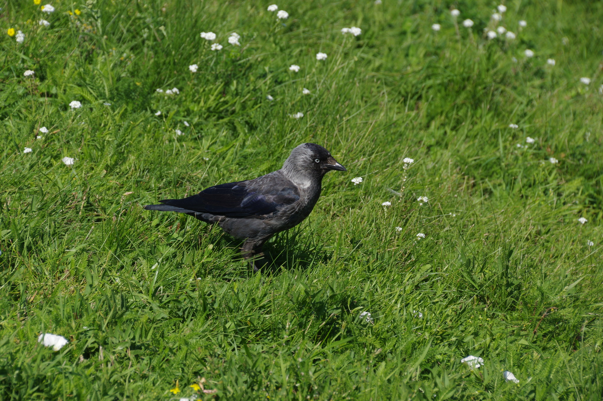 Галка (Corvus monedula)