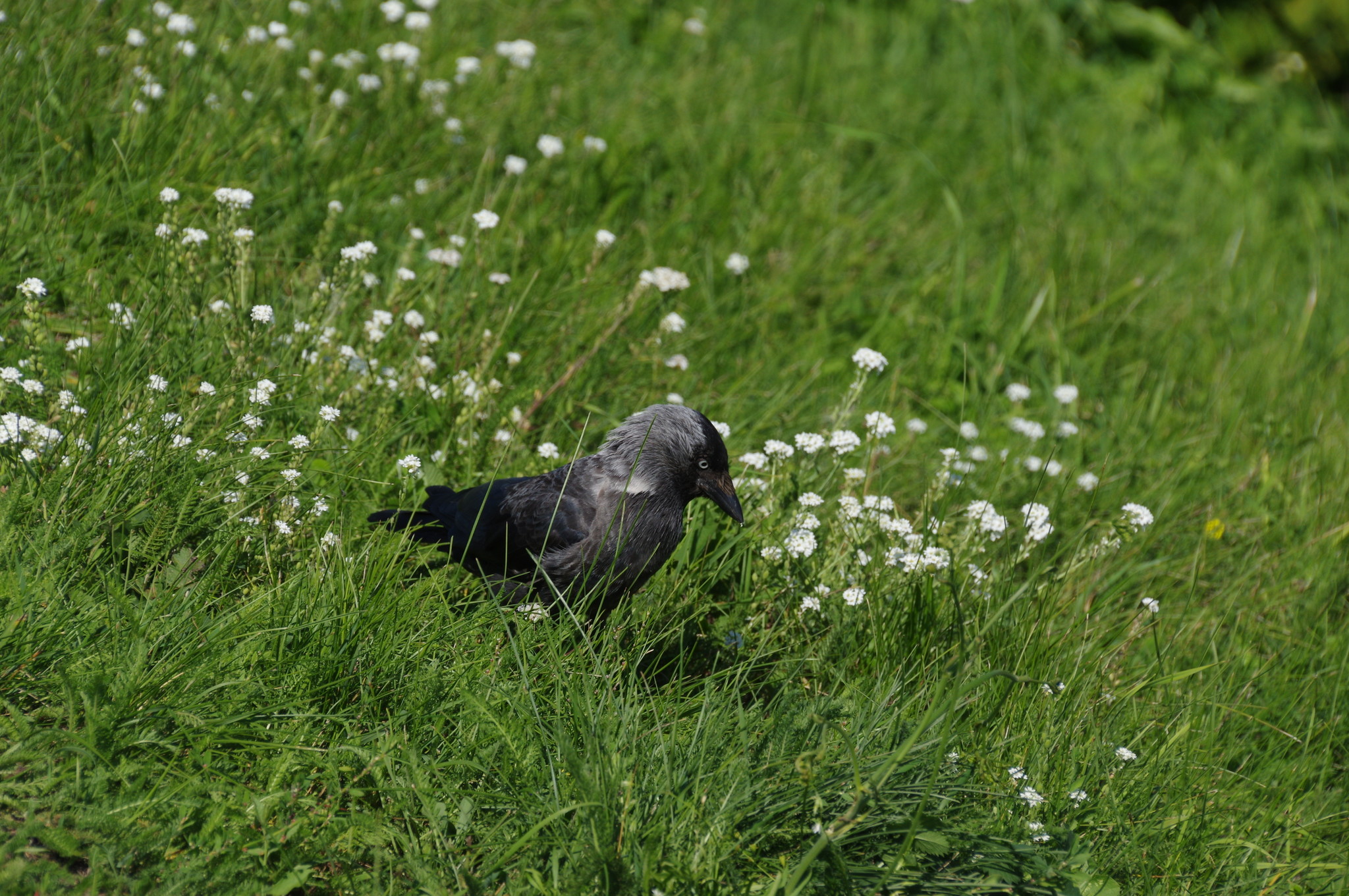 Галка (Corvus monedula)