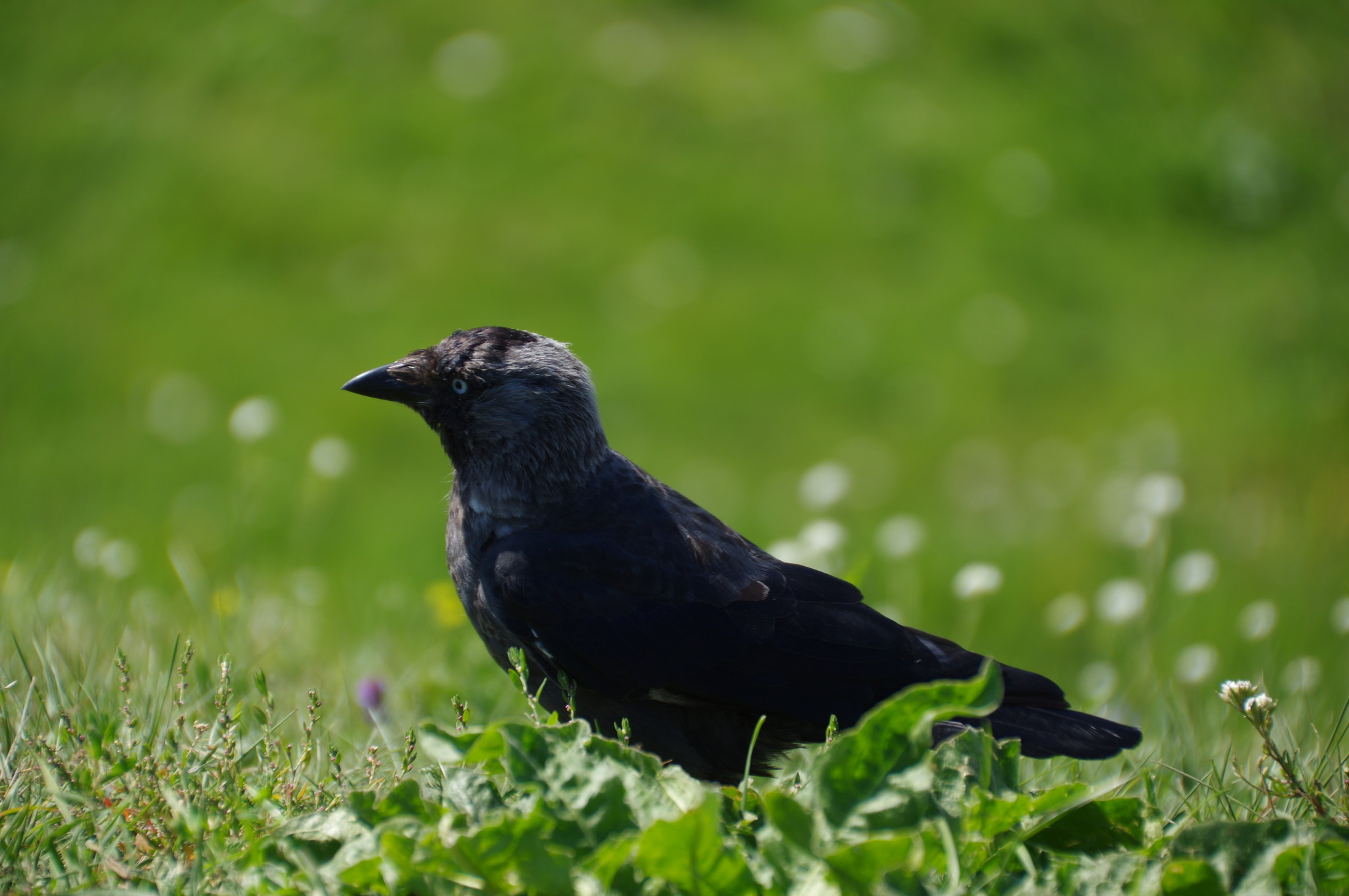 Галка (Corvus monedula)