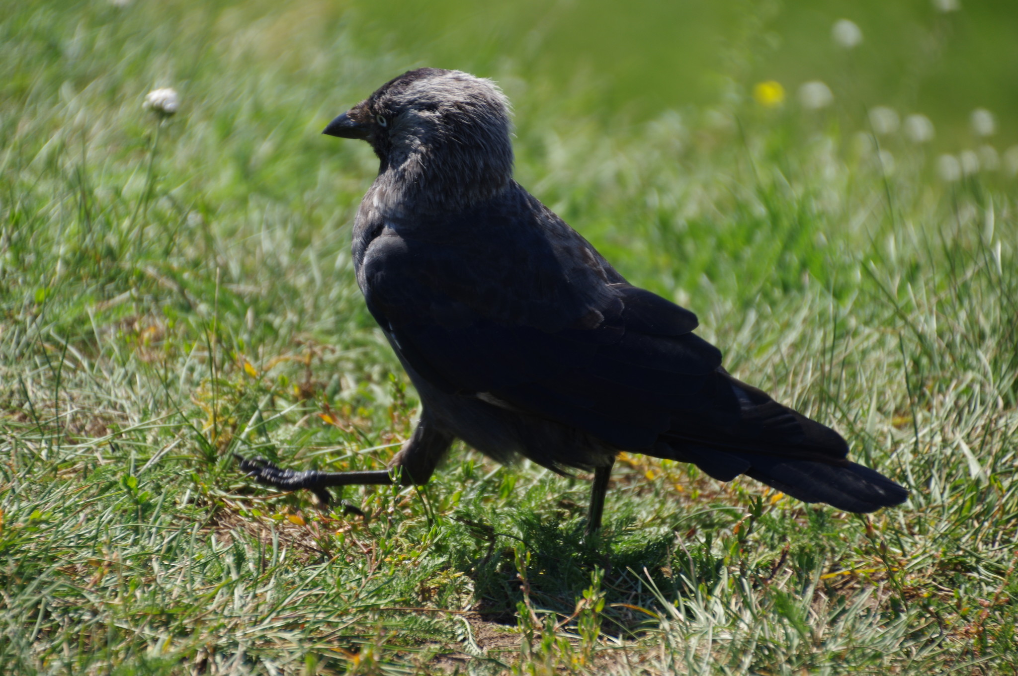 Галка (Corvus monedula)