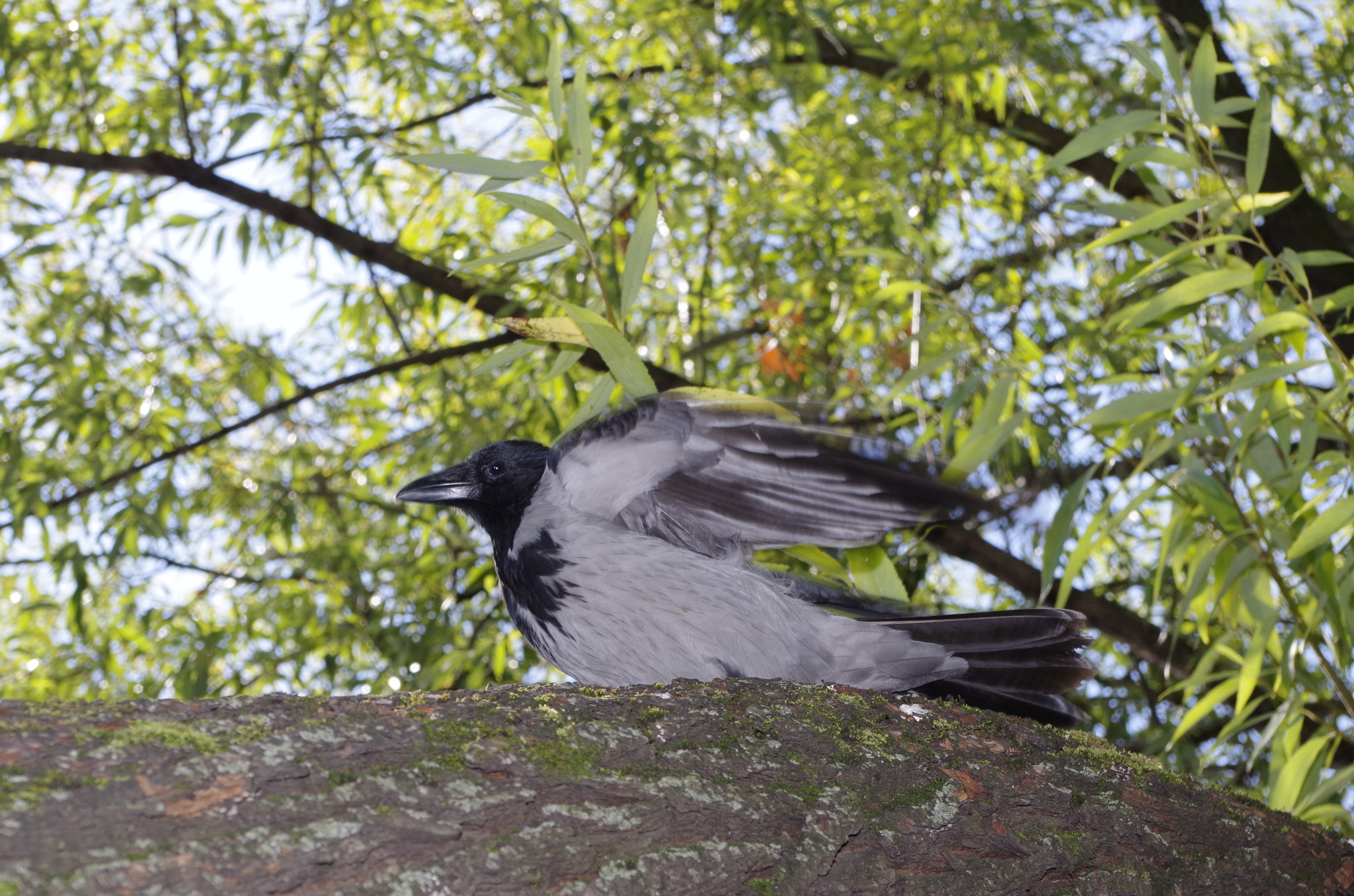 Серая ворона (Corvus cornix)