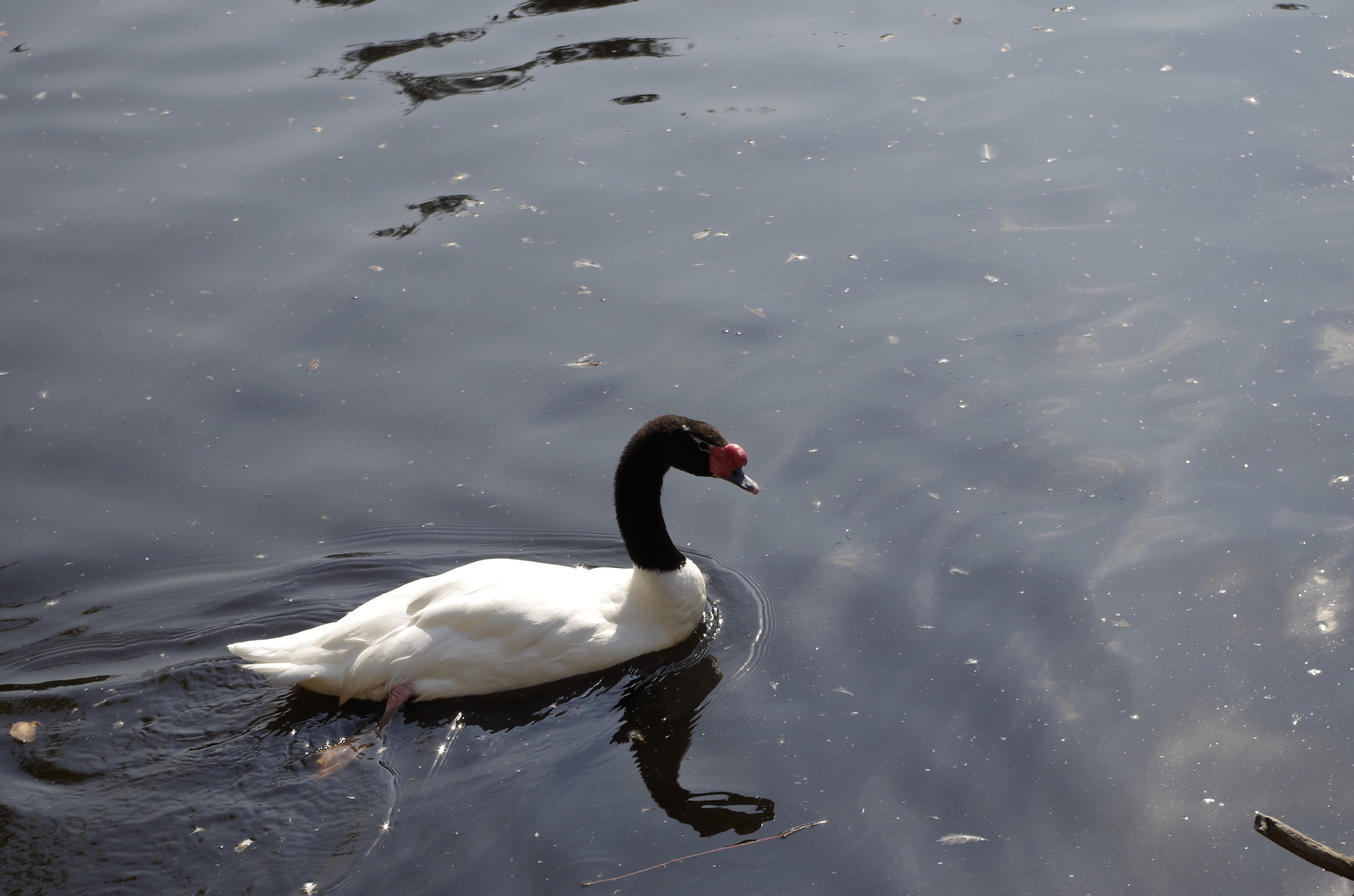 Черношейный лебедь (Cygnus melancoryphus) в Московском зоопарке