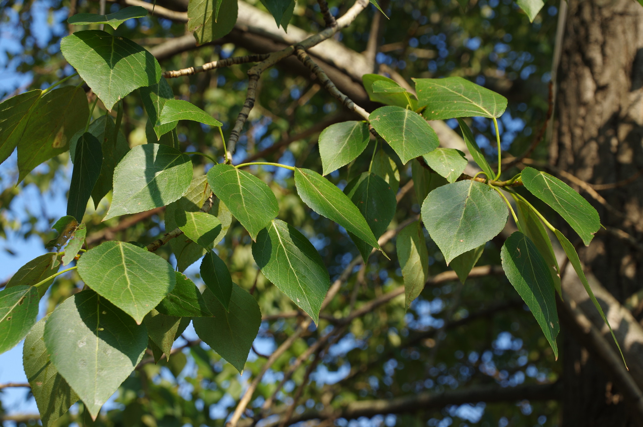 Тополь (Populus)