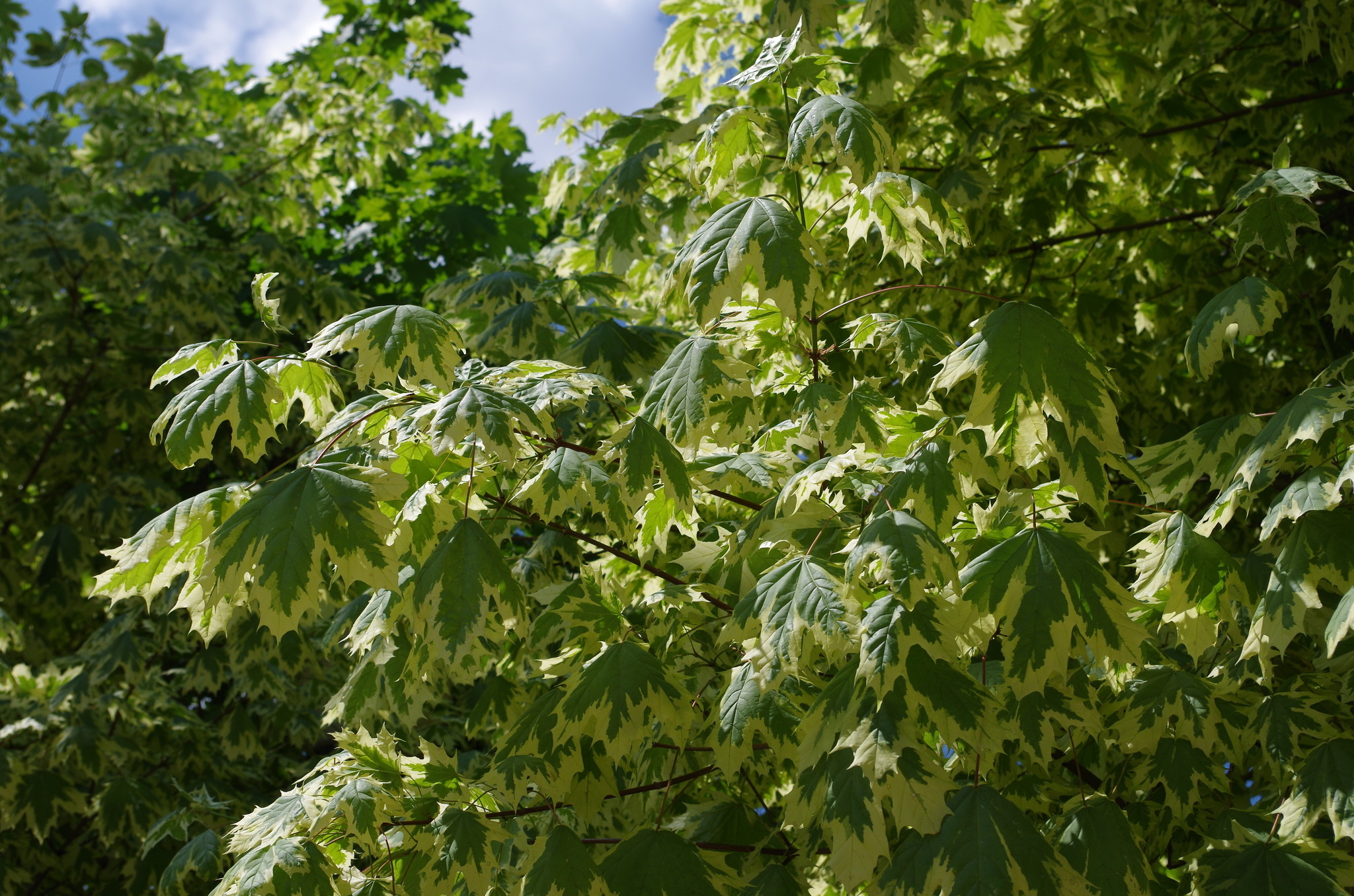 Клён остролистный Друммонди (Acer platanoides Drummondii)