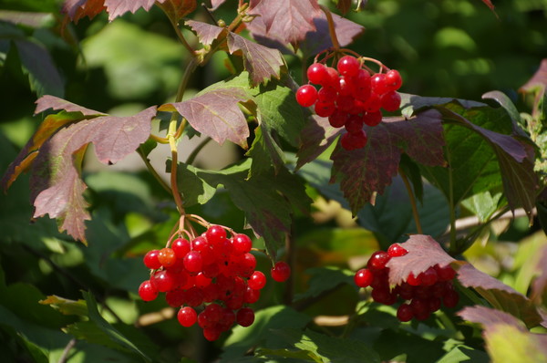 Калина (Viburnum)