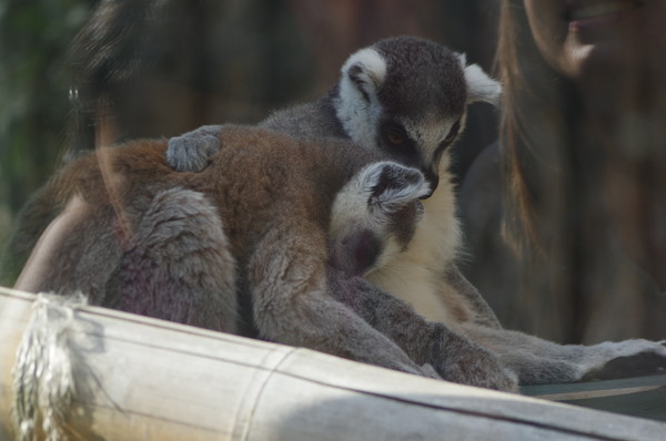 Кошачии лемуры