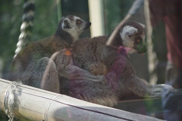 Кошачьи лемуры