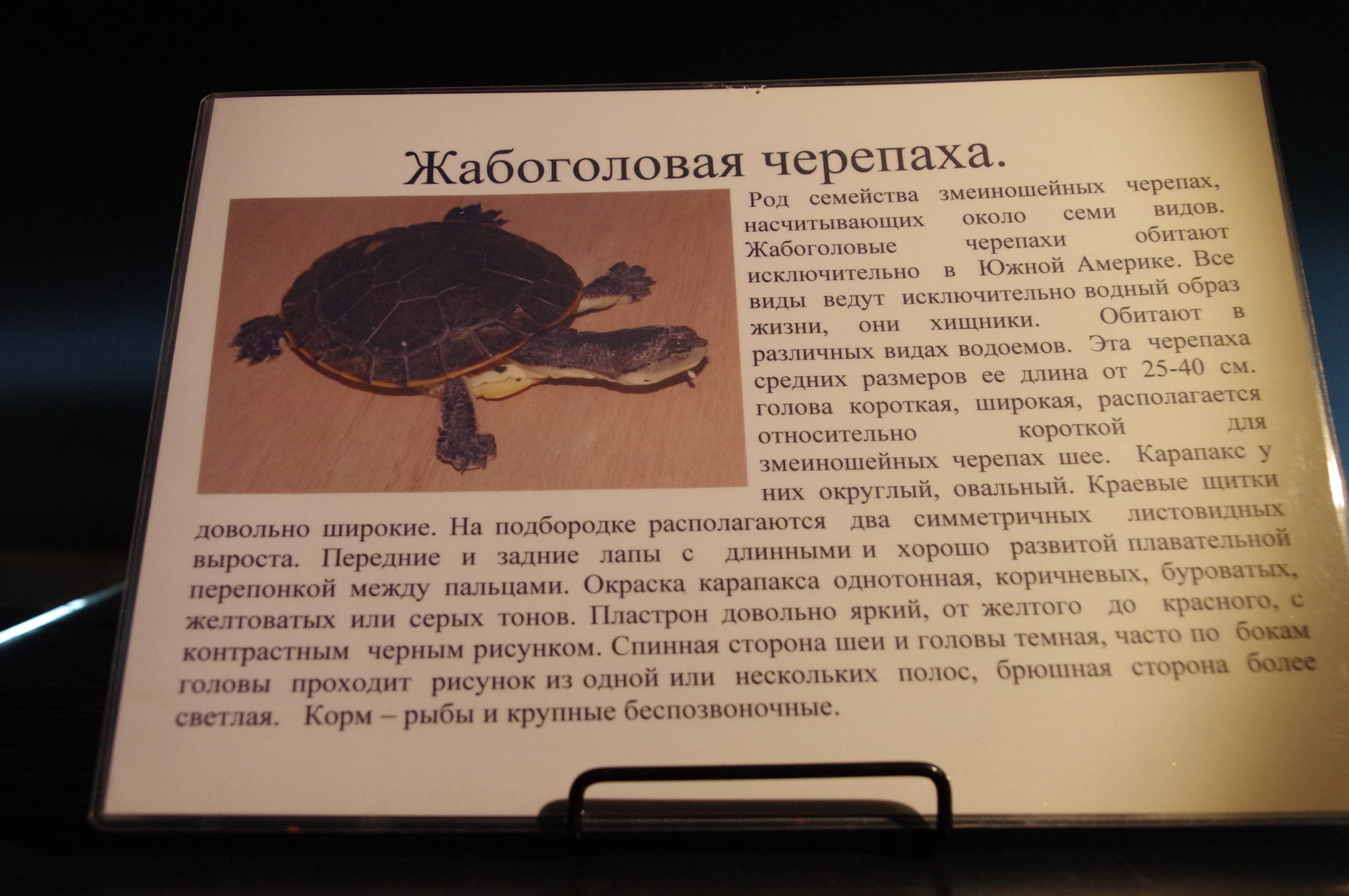 Жабоголовая черепаха. Музей истории аквариумистики (улица Арбат, дом 17)