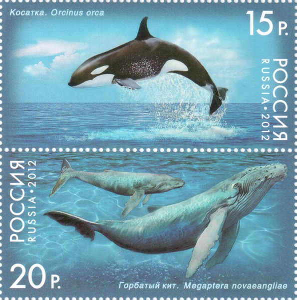 Горбатый кит и косатка