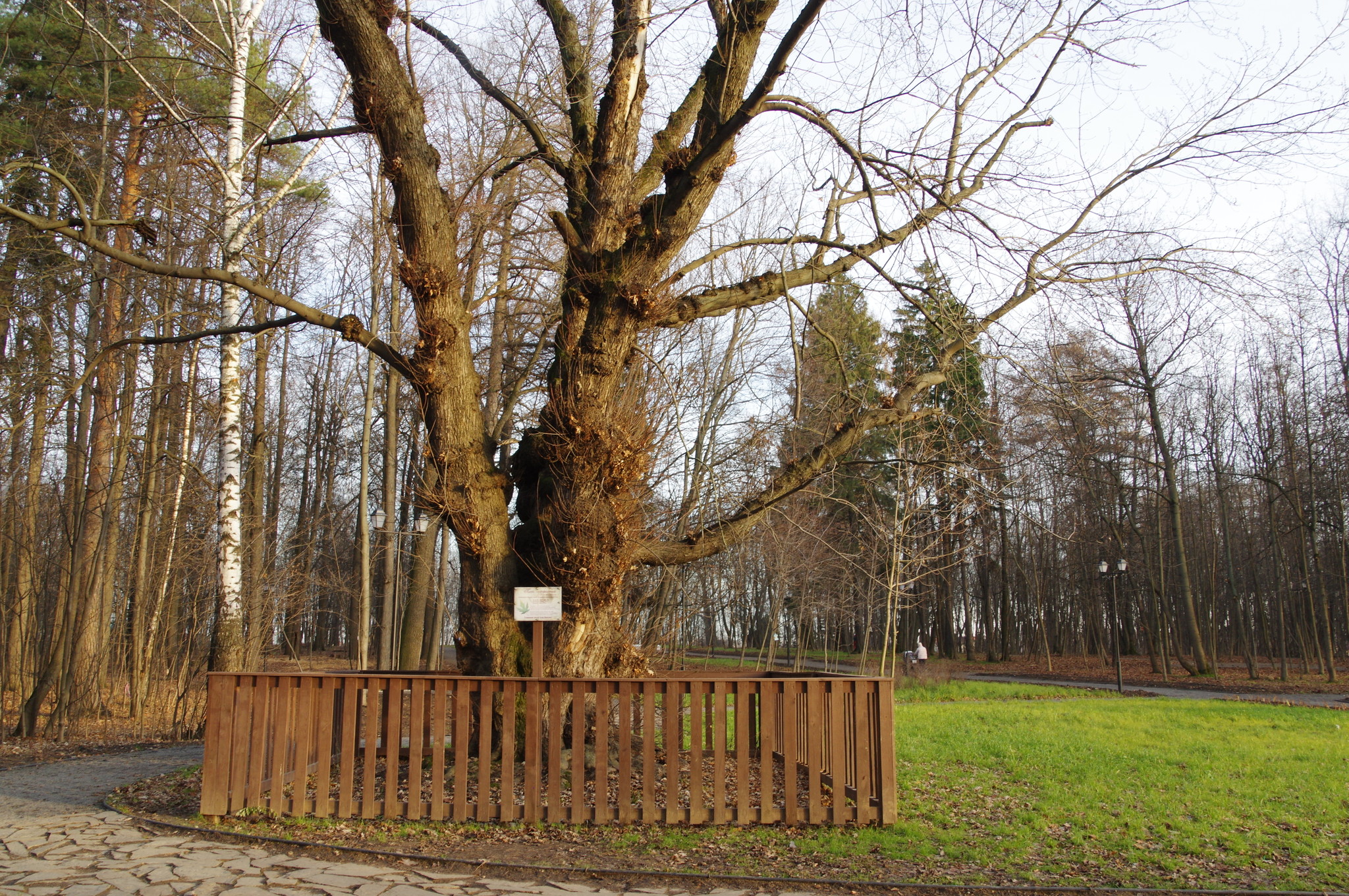 Клён сахаристый (Acer saccharinum) в усадьбе Архангельское-Тюриково. Возраст - около 250 лет. Диаметр ствола - 1,6 метра. Высота - около 30 метров