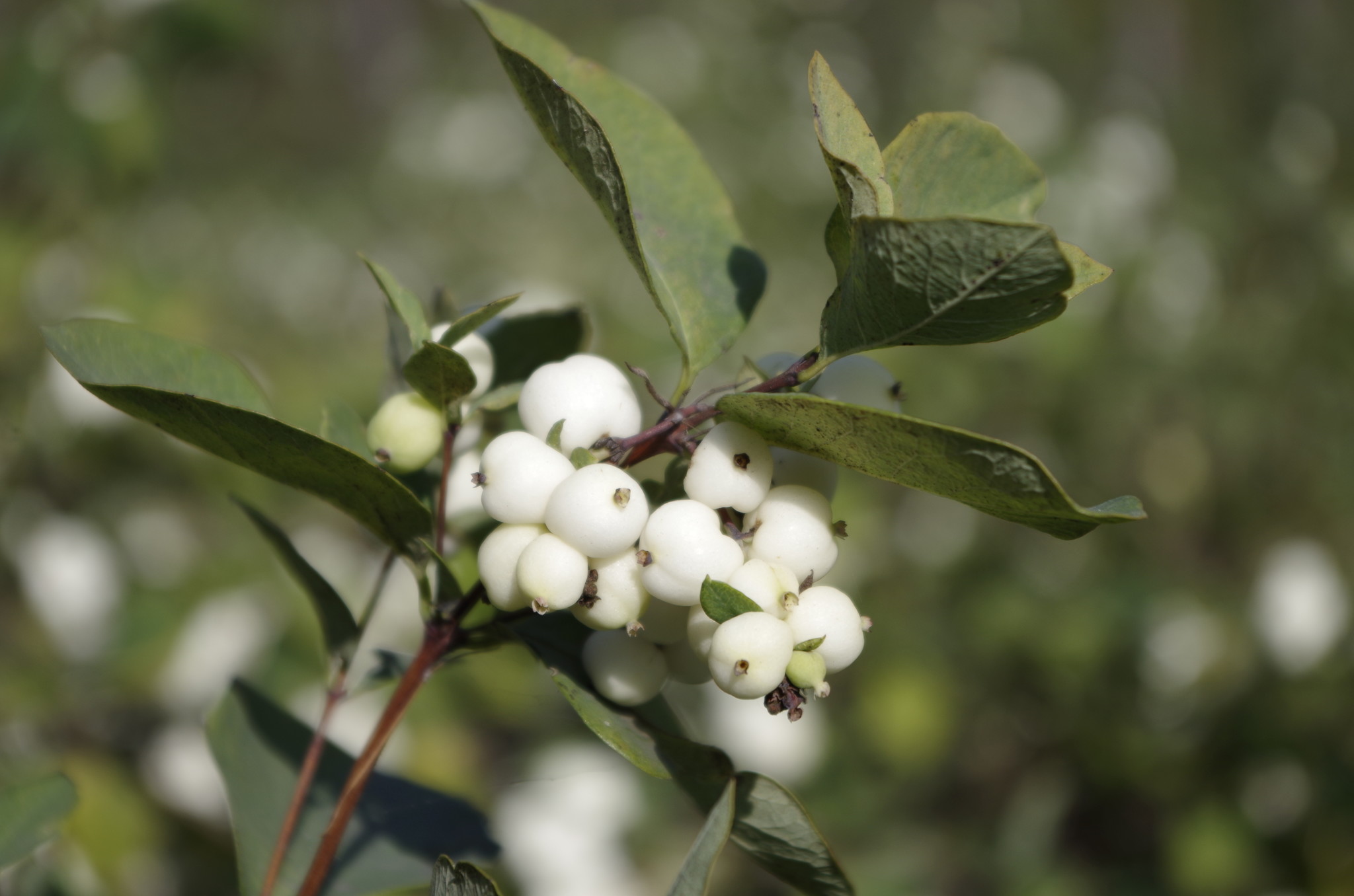 Снежноягодник белый (Symphoricarpos albus)