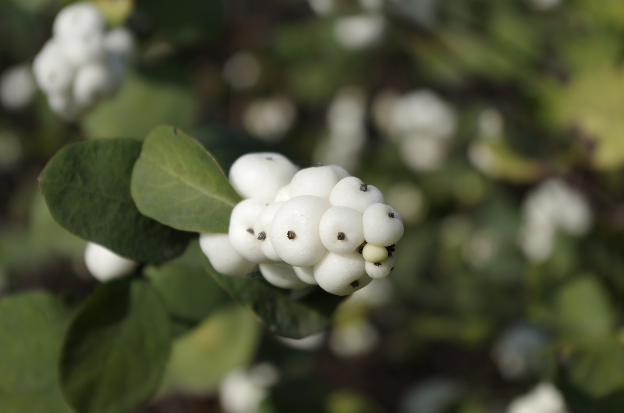 Снежноягодник белый (Symphoricarpos albus)