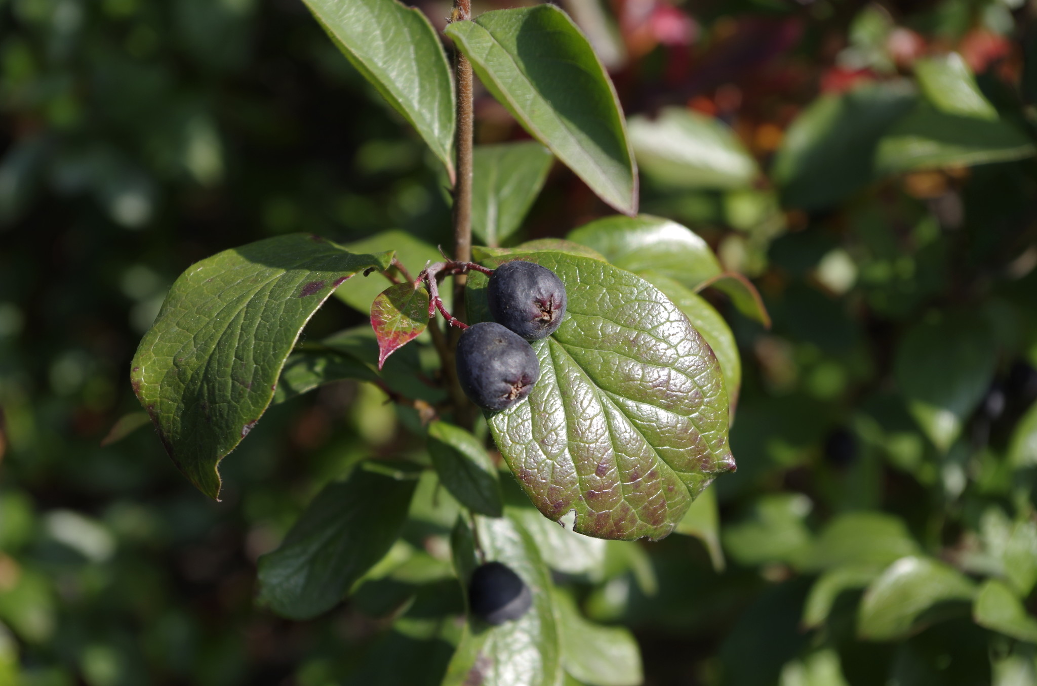 Черноплодная рябина (Aronia melanocarpa)