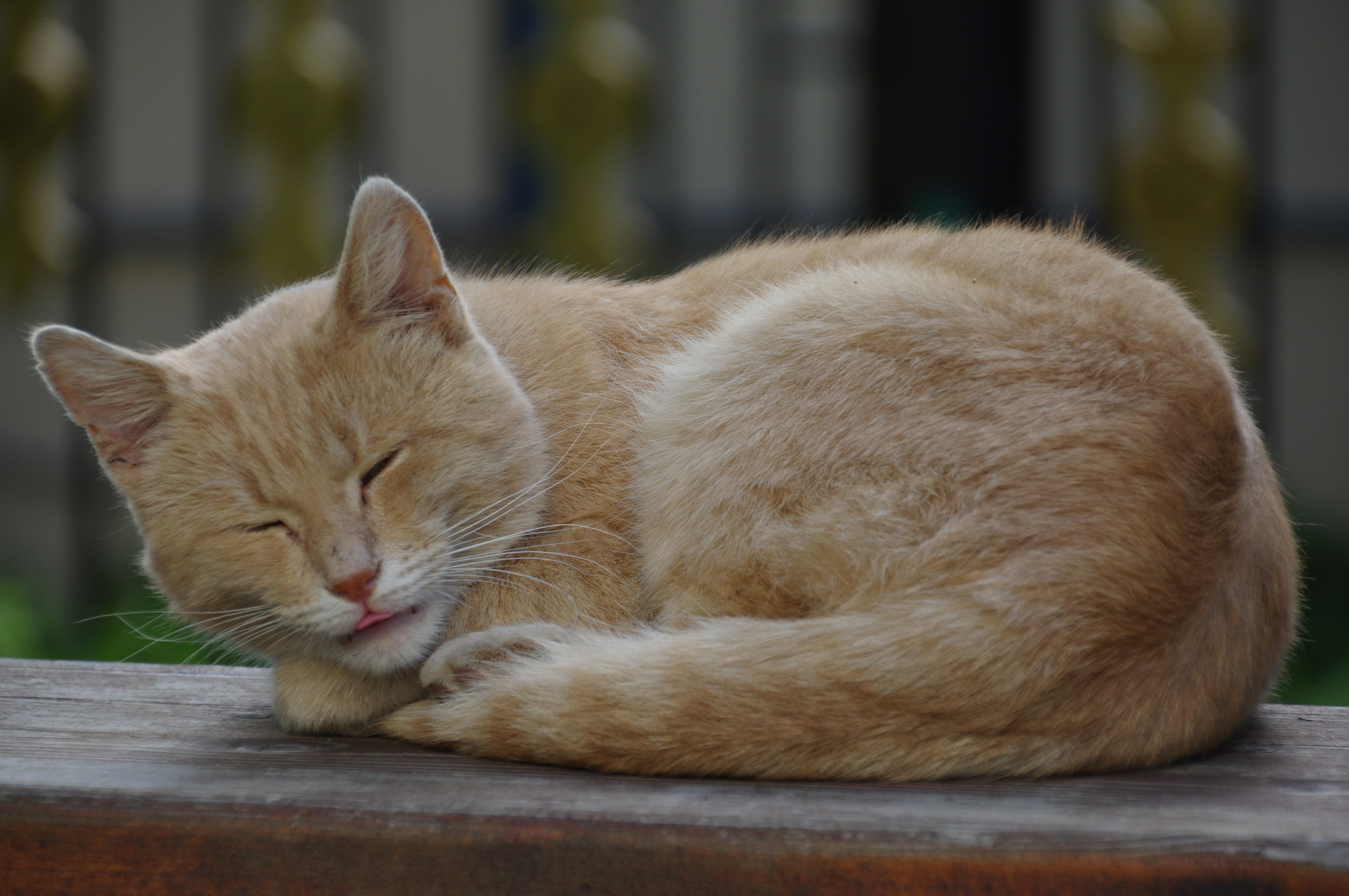 Кошка