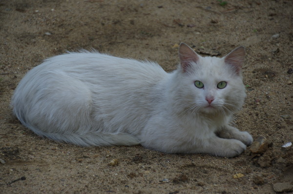 Кошка