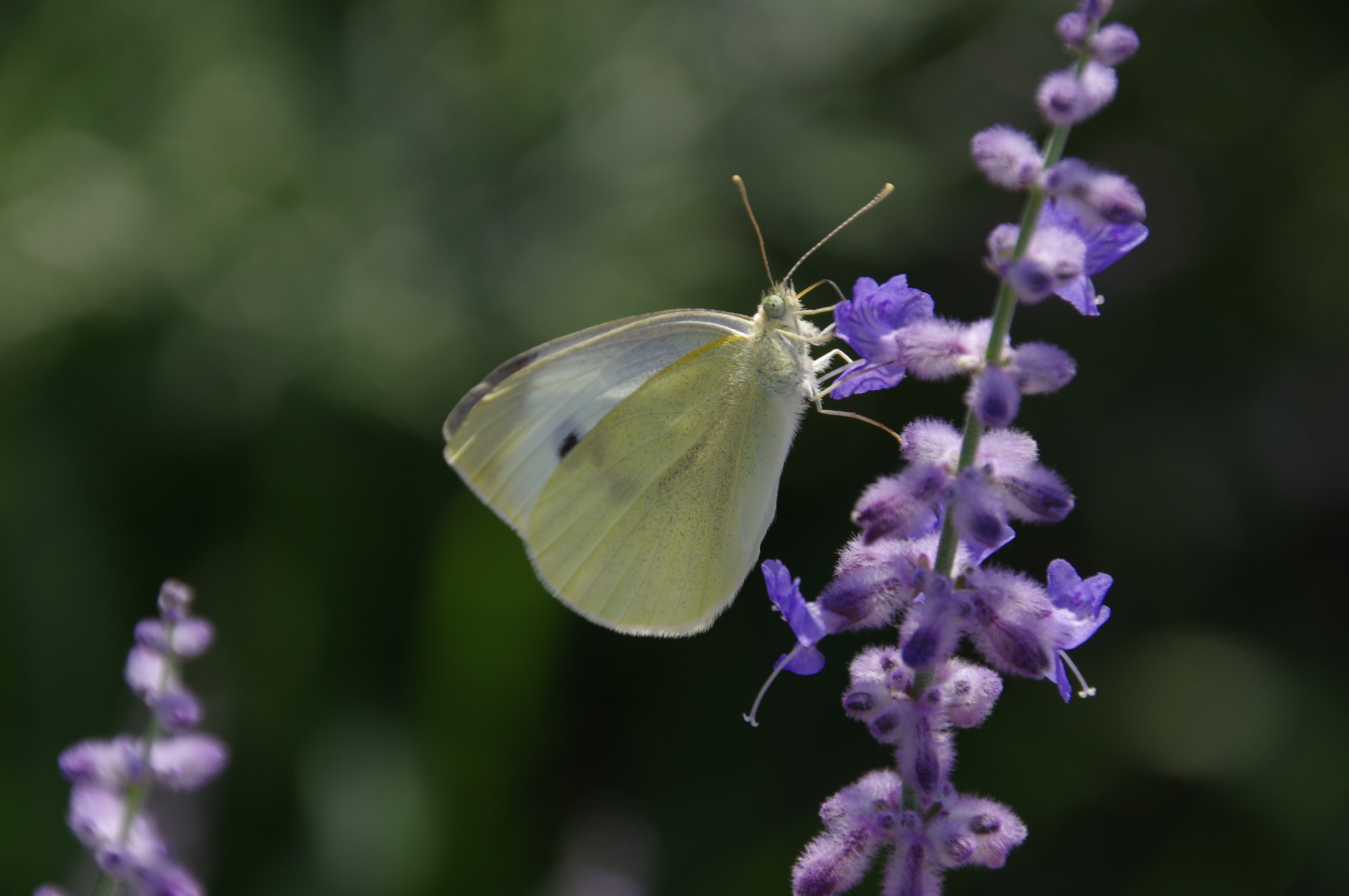 Капустница (Pieris brassicae)