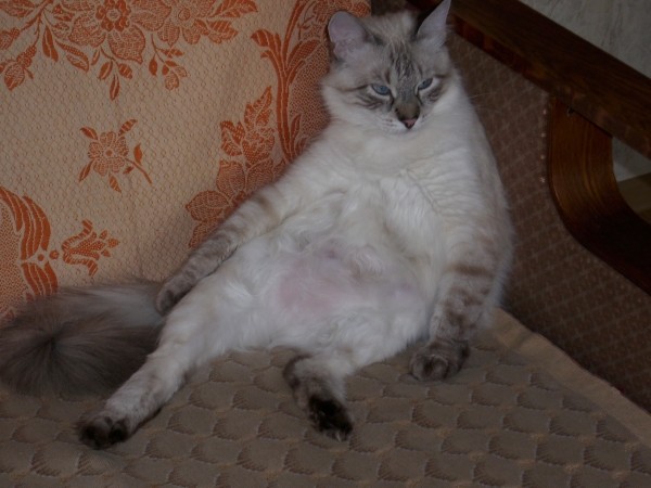 Курдюк у кошки