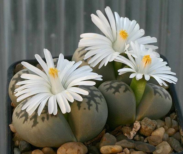 Аргиродерма Lithops Argyroderma