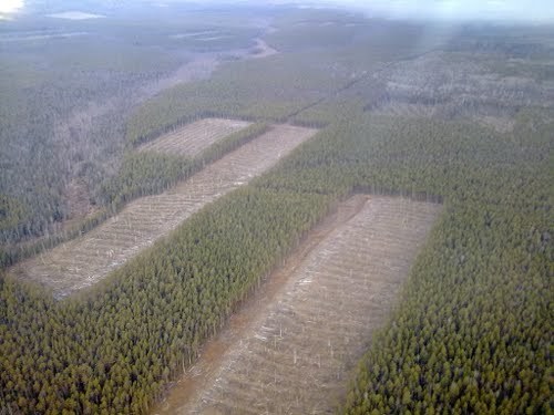 Фото Вырубленной Тайги Со Спутника