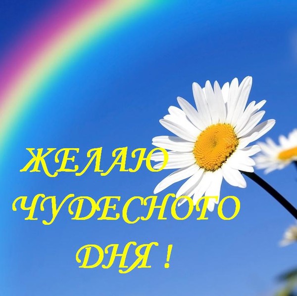 Слезы гифы, открытка с ромашками спасибо