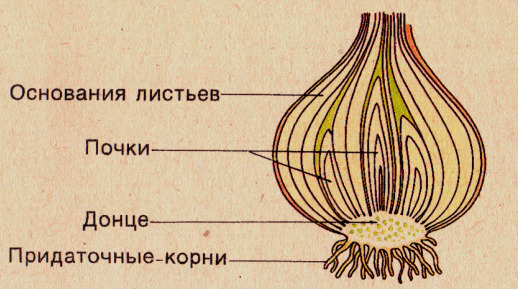 На рисунке подпишите названия частей луковицы биология 6 класс