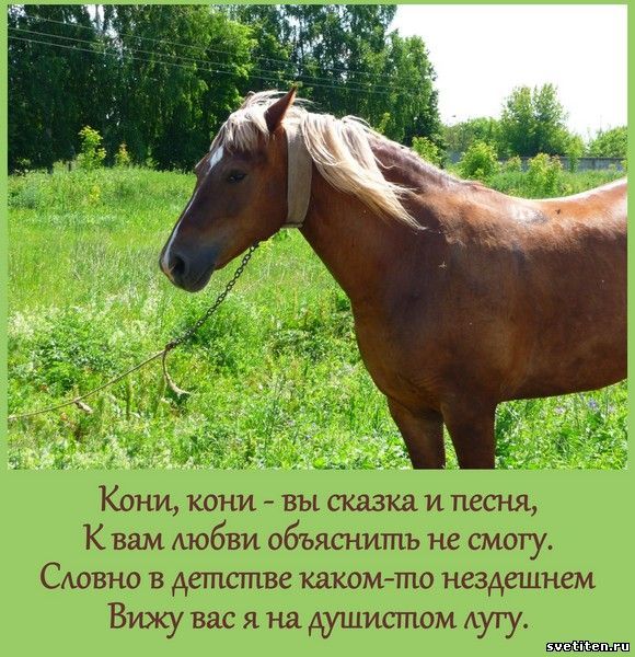 Лошади поэзия