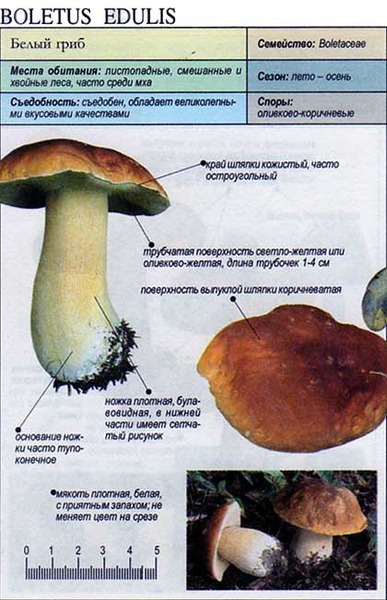 Белый гриб фото и описание приготовление Обсуждения - ГРИБЫ!!! - Группы Мой Мир