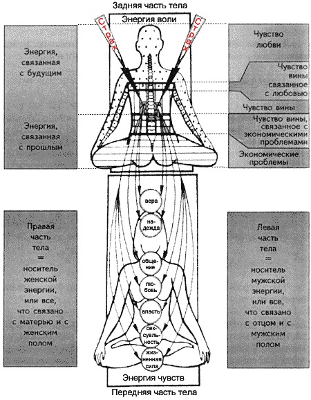 Левая и правая половины тела. Виилма чакры. Левая и правая сторона тела. Левая сторона тела. Правая и левая сторона тела в эзотерике.