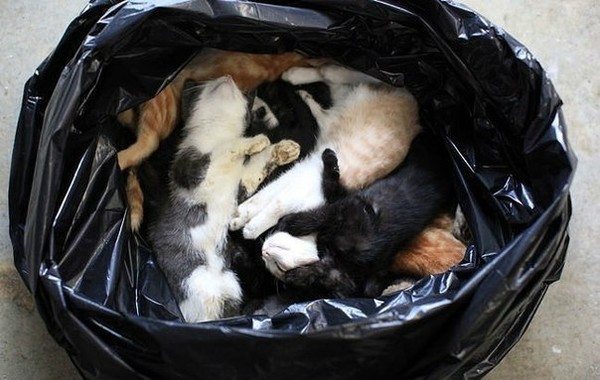 Усыпление кошек