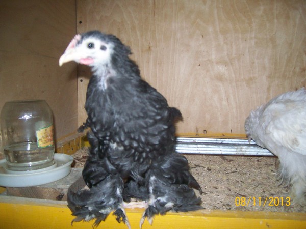 Фото цыплят брама 1 месяц