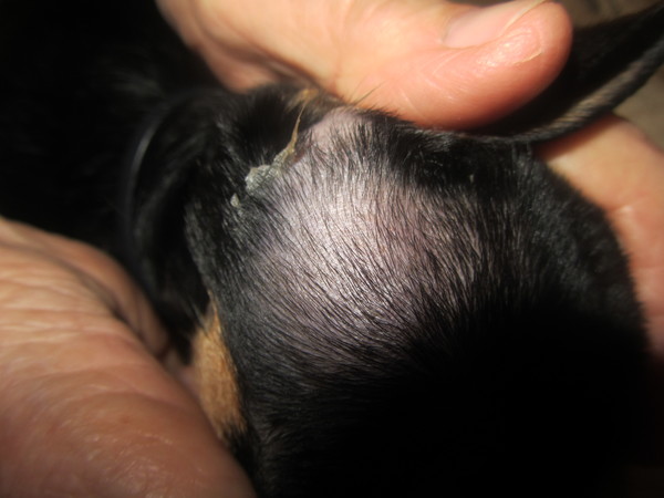 Шишка после прививки у щенка. У собаки залысины за ушами.