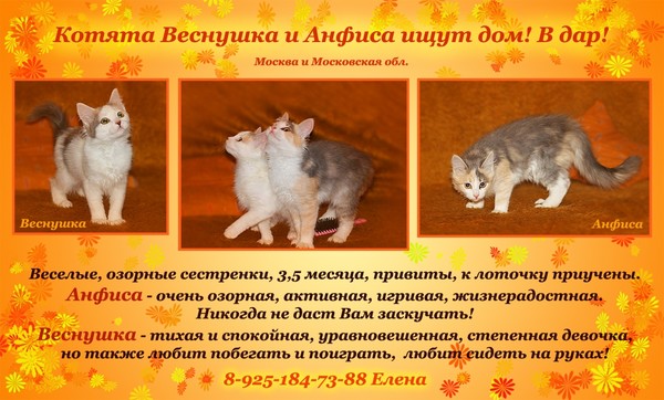Объявление отдам кошку в добрые руки образец