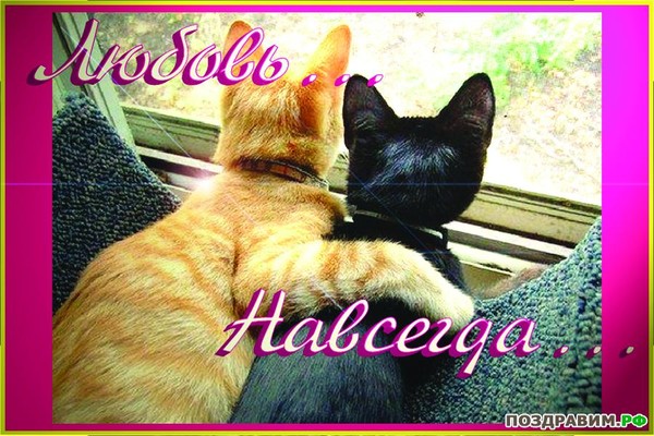 Я тебя люблю котик
