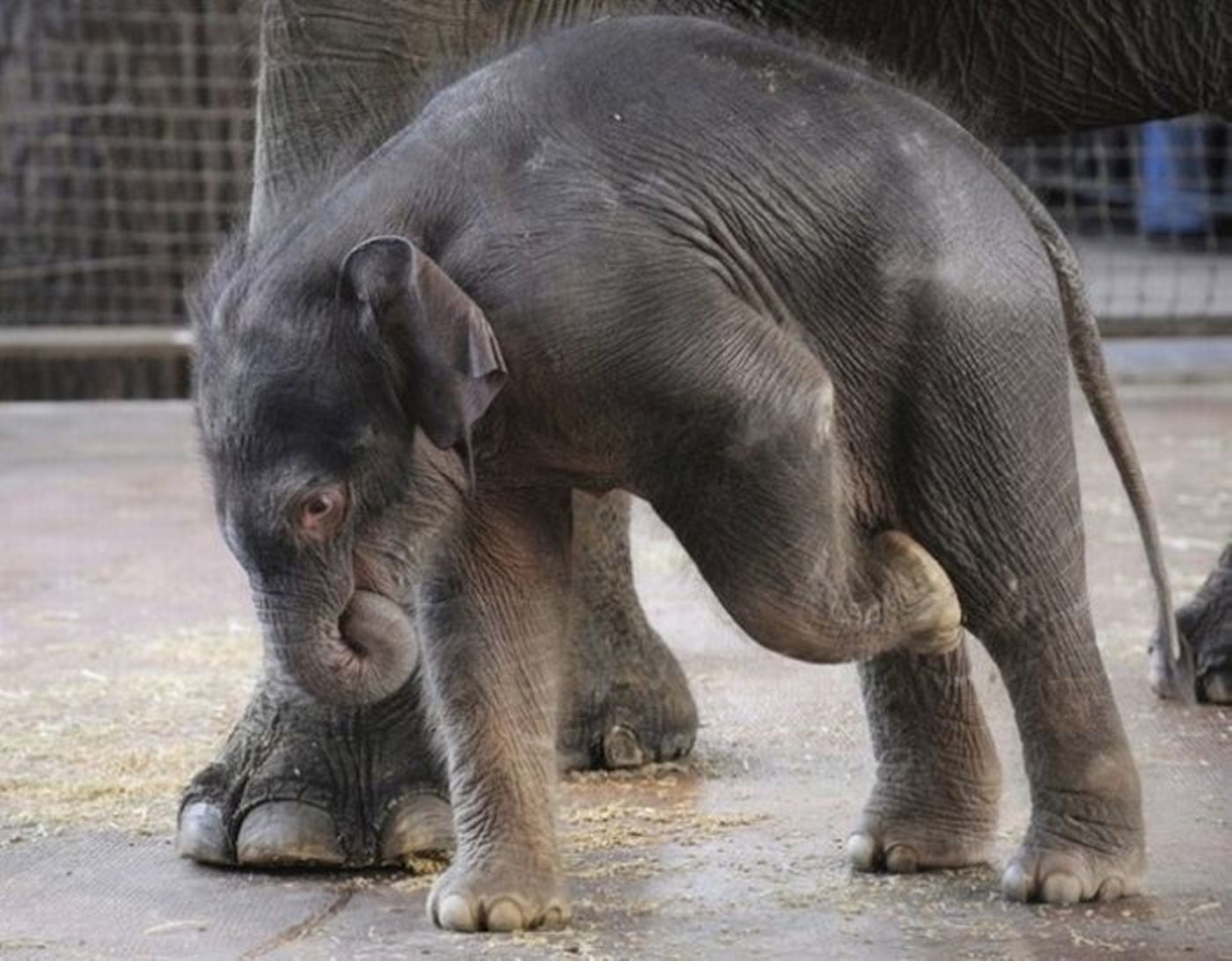 Рождение слоника. Слоненок. Индийский Слоненок после рождения.