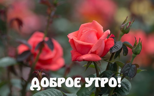 https://content.foto.my.mail.ru/mail/ljudij/_blogs/i-41244.jpg