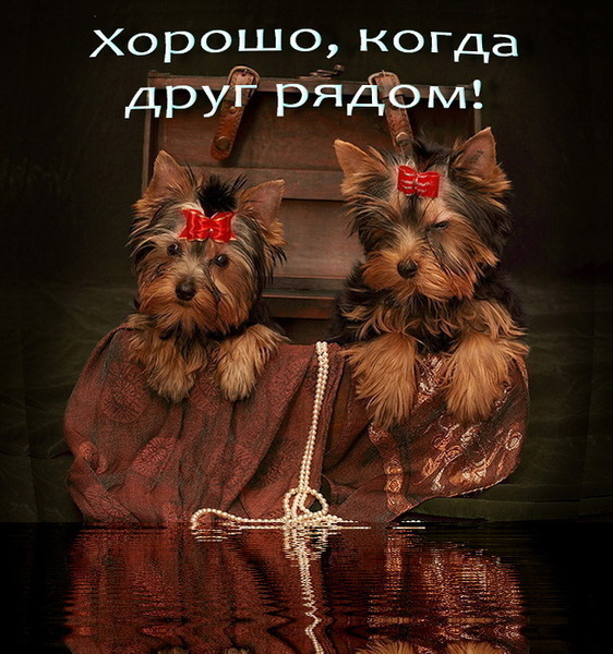 Картинки другу с надписями мило