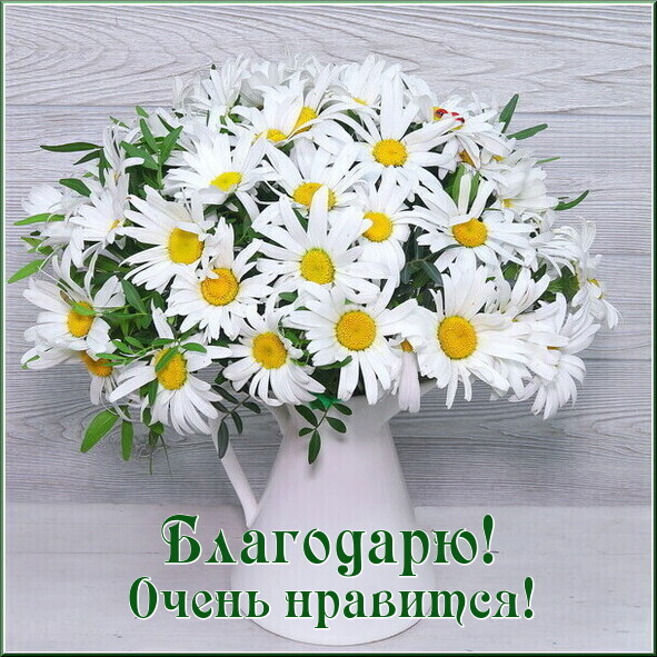 С Днем Ромашек Поздравления Картинки Красивые