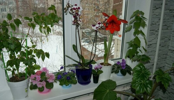 Фото в домашних условиях на подоконнике