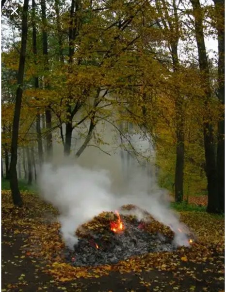 Листья Жгут Картинки