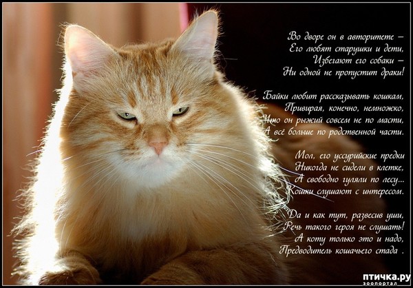 Стих про кота