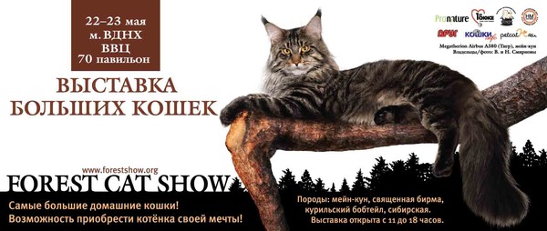 Фестиваль мейн кунов в лофт проект этажи