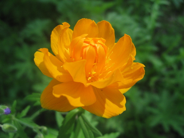 Trollius altaicus