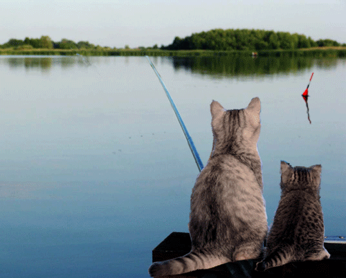 Гифка ловлю. Кот рыбачит. Кот ловит рыбу. Кот Рыбак. Коты на рыбалке.