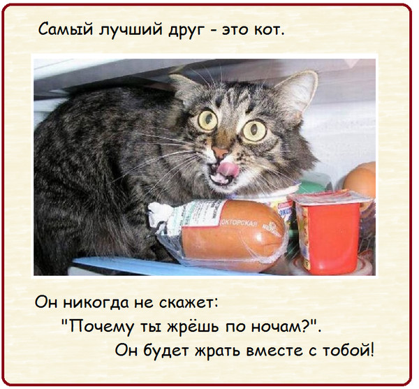 Смешные про котиков для детей