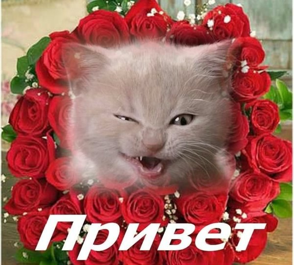 Открытки со словами привет