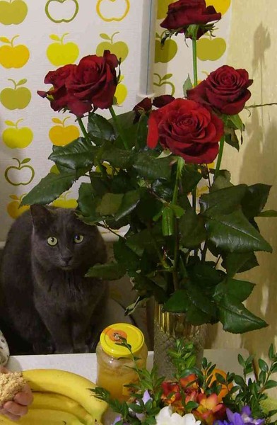 Кот в яблоках