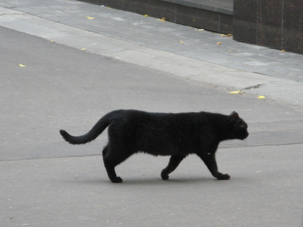 Что делать если кошка перебежала дорогу. Чёрная кошка перебежала дорогу. Кошка перебегает дорогу. Черный кот переходит дорогу. Черная кошка перебегает дорогу.