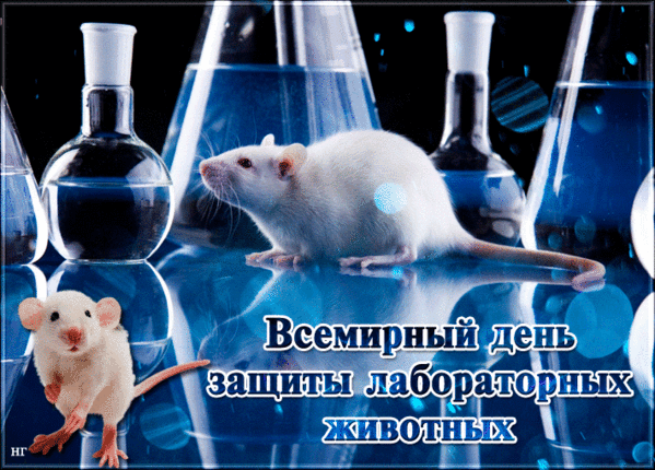 День защиты лабораторных животных. 24 Апреля Всемирный день защиты лабораторных.