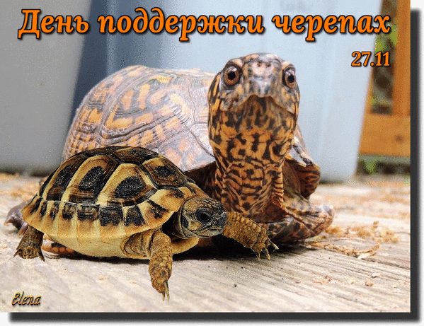 День поддержки черепах 27 ноября