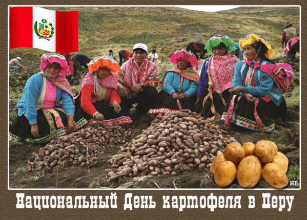 День картофеля в Перу 30 мая. Картофель. День картофеля. Всемирный день картошки. Когда день картошки